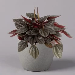 Peperomia, Verschiedene Arten Nach Verfügbarkeit, Topf-Ø 12 Cm, Höhe Ca. 20 Cm -Pflanzen Paradies Verkauf 0220450196 Peperomia Mix 12cm 3er Set 4