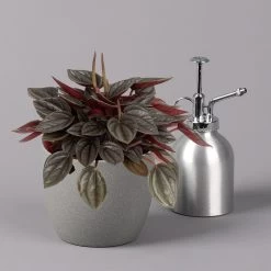 Peperomia, Verschiedene Arten Nach Verfügbarkeit, Topf-Ø 12 Cm, Höhe Ca. 20 Cm -Pflanzen Paradies Verkauf 0220450196 Peperomia Mix 12cm 3er Set 5