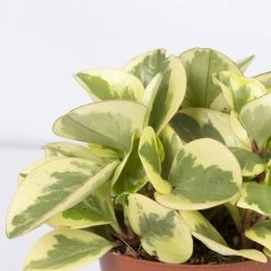 Peperomia, Verschiedene Arten Nach Verfügbarkeit, Topf-Ø 12 Cm, Höhe Ca. 20 Cm -Pflanzen Paradies Verkauf 0220450196 Peperomia Mix 3er Set 2