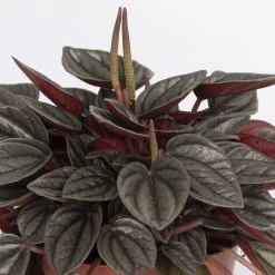Peperomia, Verschiedene Arten Nach Verfügbarkeit, Topf-Ø 12 Cm, Höhe Ca. 20 Cm -Pflanzen Paradies Verkauf 0220450196 Peperomia Mix 3er Set 4