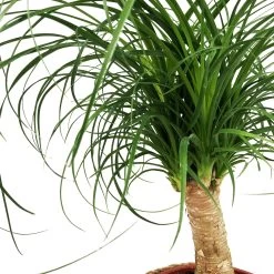 Elefantenfuß In Korb Maki, Topf-Ø 17 Cm, Höhe Ca. 50 Cm 10 Elefantenfuß In Korb Maki, Topf-Ø 17 Cm, Höhe Ca. 50 Cm -Pflanzen Paradies Verkauf 0220550439 Beaucarnea rec Stamm im Dekokorb