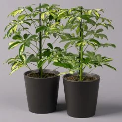 Strahlenaralie 'Gerda' In Keramiktopf Anthrazit, Topf-Ø 13cm, Höhe 55cm, 2er-Set