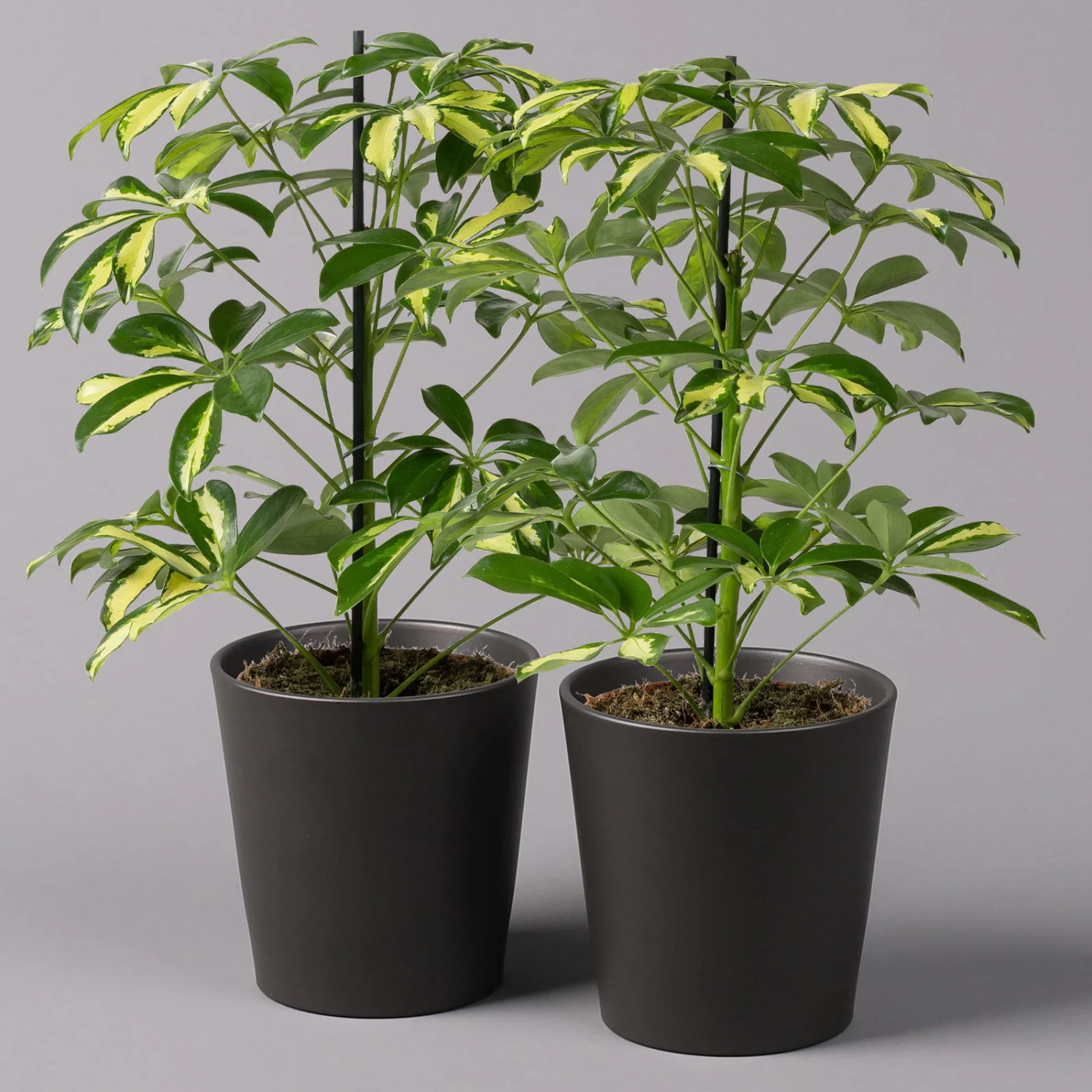 Strahlenaralie 'Gerda' In Keramiktopf Anthrazit, Topf-Ø 13cm, Höhe 55cm, 2er-Set 2 Strahlenaralie 'Gerda' In Keramiktopf Anthrazit, Topf-Ø 13cm, Höhe 55cm, 2er-Set