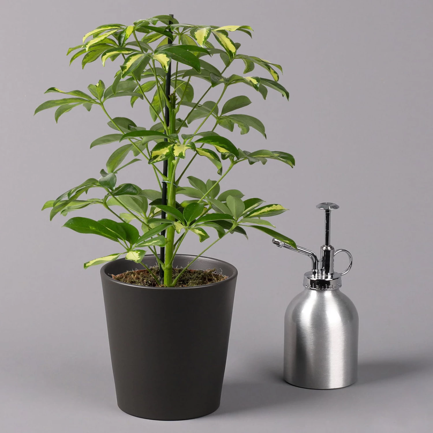 Strahlenaralie 'Gerda' In Keramiktopf Anthrazit, Topf-Ø 13cm, Höhe 55cm, 2er-Set 5 Strahlenaralie 'Gerda' In Keramiktopf Anthrazit, Topf-Ø 13cm, Höhe 55cm, 2er-Set – Bild 4