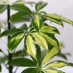 Strahlenaralie 'Gerda' In Keramiktopf Anthrazit, Topf-Ø 13cm, Höhe 55cm, 2er-Set 13 Strahlenaralie 'Gerda' In Keramiktopf Anthrazit, Topf-Ø 13cm, Höhe 55cm, 2er-Set -Pflanzen Paradies Verkauf 0220550545 Schefflera Gerda im Topf Dallas anthr 4