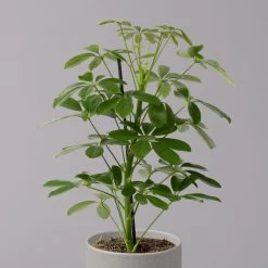 Strahlenaralie 'Nora', Topf 13 Cm Ø, Höhe Ca. 55 Cm, 3er-Set, -Pflanzen Paradies Verkauf 0220550556 Schefflera ar Nora 3er Set 13cm WS 22