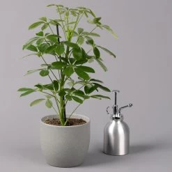 Strahlenaralie 'Nora', Topf 13 Cm Ø, Höhe Ca. 55 Cm, 3er-Set, -Pflanzen Paradies Verkauf 0220550556 Schefflera ar Nora 3er Set 13cm WS 32
