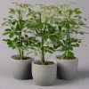 Strahlenaralie 'Nora', Topf 13 Cm Ø, Höhe Ca. 55 Cm, 3er-Set, -Pflanzen Paradies Verkauf 0220550556 Schefflera ar Nora 3er Set 13cm WS2