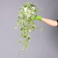 Hedera Helix 'Variegata' In Keramiktopf Dallas Weiß, Topf-Ø 12/13 Cm, 2er-Set -Pflanzen Paradies Verkauf 0220650237 Hedera weissbunt in Topf Dallas weiss 8