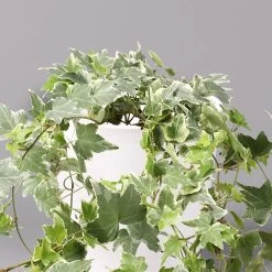 Hedera Helix 'Variegata' In Keramiktopf Dallas Weiß, Topf-Ø 12/13 Cm, 2er-Set -Pflanzen Paradies Verkauf 0220650237 Hedera weissbunt in Topf Dallas weiss 2 108004