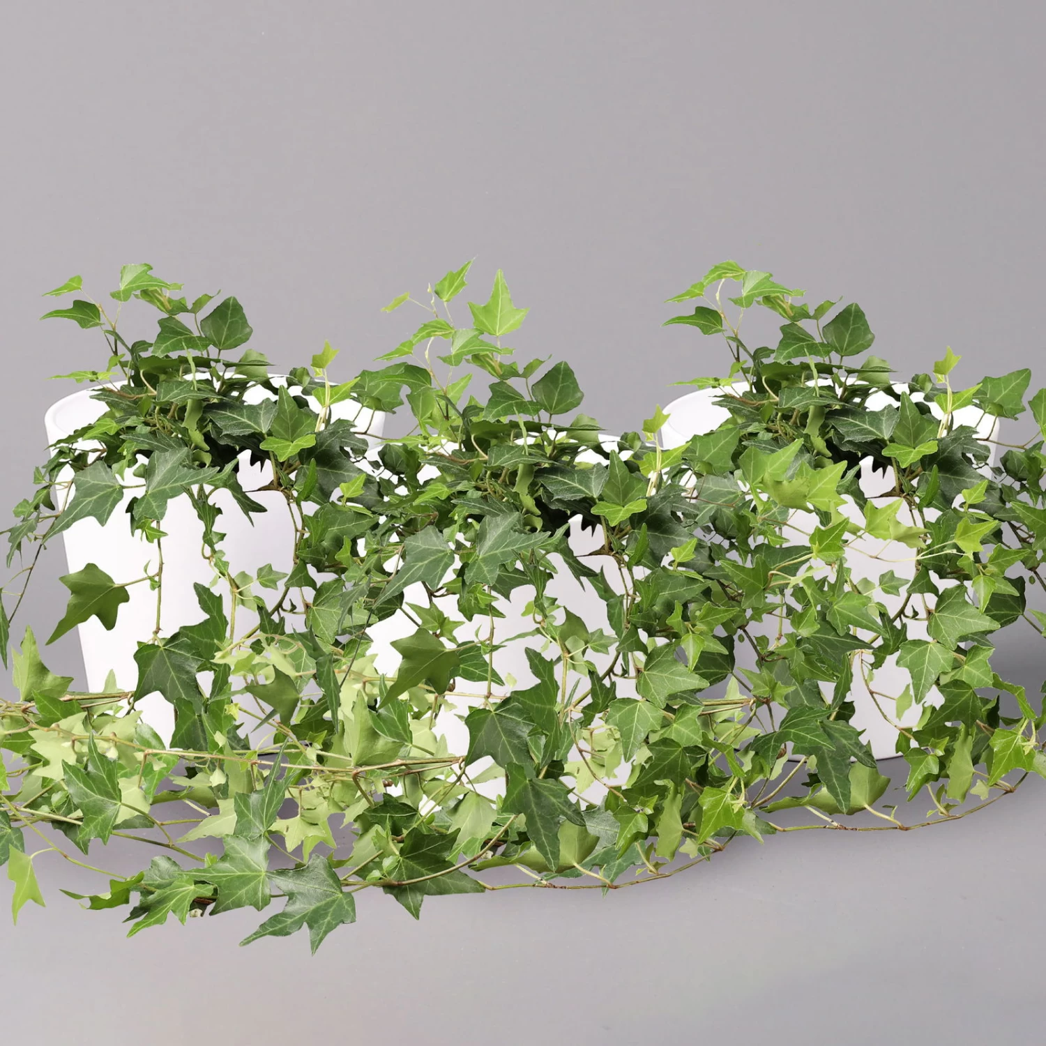 Hedera Helix In Keramiktopf Dallas Weiß, Topf-Ø 12/13 Cm, 3er-Set 3 Hedera Helix In Keramiktopf Dallas Weiß, Topf-Ø 12/13 Cm, 3er-Set