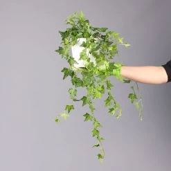 Efeu, Topf-Ø 12/13 Cm, 3er-Set