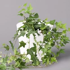 Hedera Helix In Keramiktopf Dallas Weiß, Topf-Ø 12/13 Cm, 3er-Set 11 Hedera Helix In Keramiktopf Dallas Weiß, Topf-Ø 12/13 Cm, 3er-Set -Pflanzen Paradies Verkauf 0220650241 Hedera gruen in Topf Dallas weiss 1