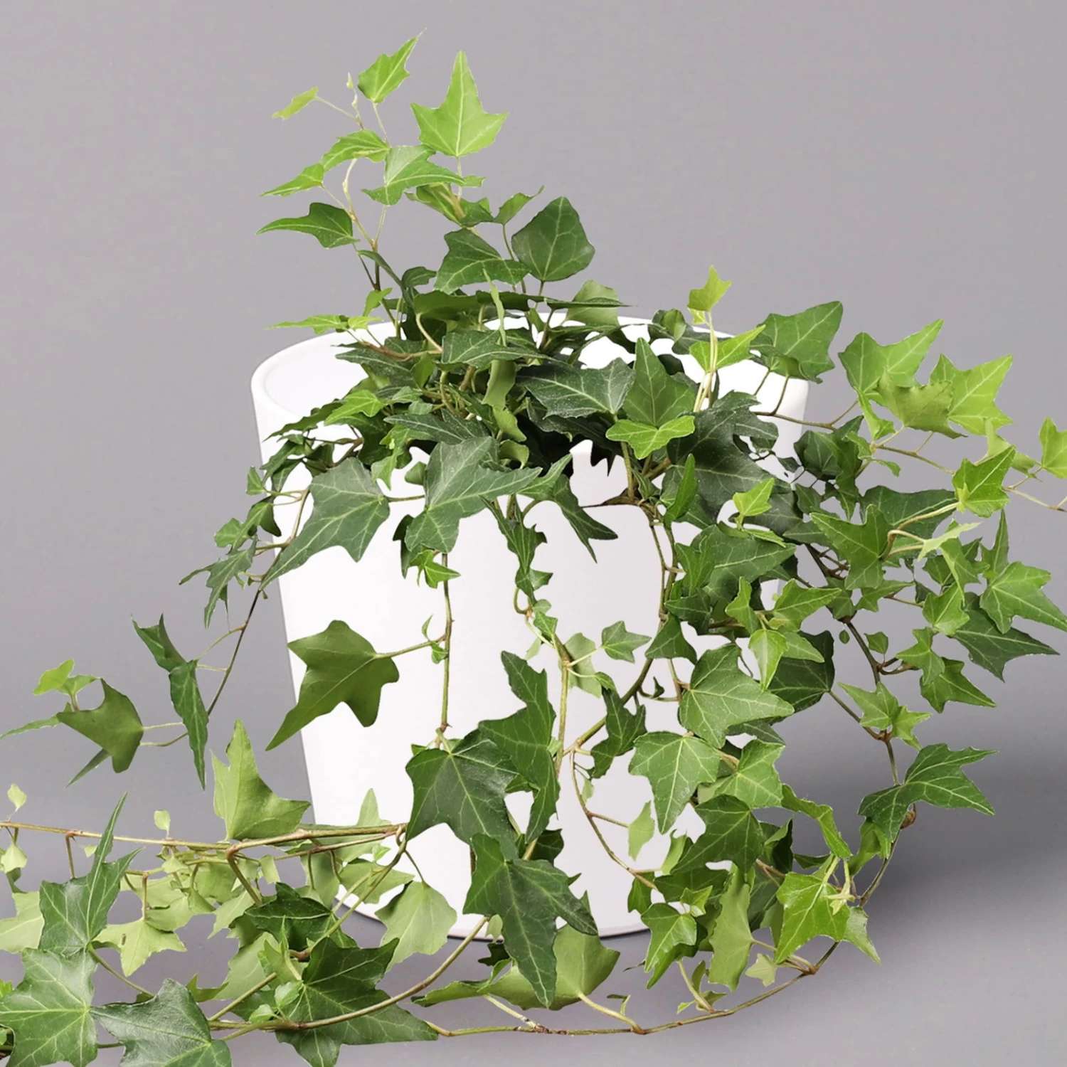Hedera Helix In Keramiktopf Dallas Weiß, Topf-Ø 12/13 Cm, 3er-Set 4 Hedera Helix In Keramiktopf Dallas Weiß, Topf-Ø 12/13 Cm, 3er-Set – Bild 2