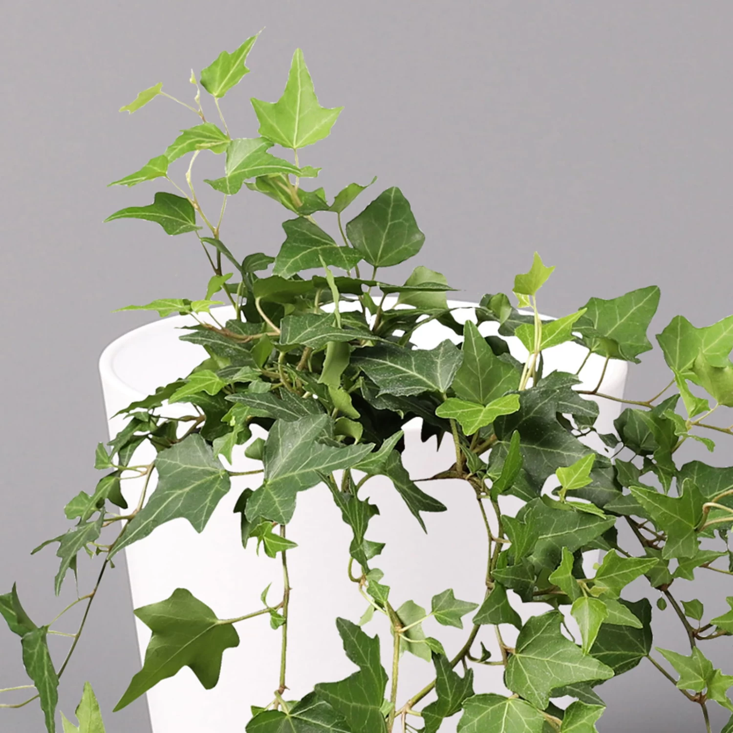 Hedera Helix In Keramiktopf Dallas Weiß, Topf-Ø 12/13 Cm, 3er-Set 5 Hedera Helix In Keramiktopf Dallas Weiß, Topf-Ø 12/13 Cm, 3er-Set – Bild 3