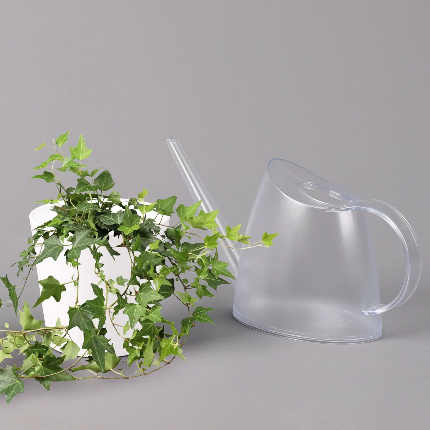 Hedera Helix In Keramiktopf Dallas Weiß, Topf-Ø 12/13 Cm, 3er-Set 6 Hedera Helix In Keramiktopf Dallas Weiß, Topf-Ø 12/13 Cm, 3er-Set – Bild 4