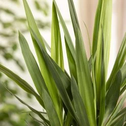 Palmlilie, Topf-Ø 27 Cm, Höhe Ca. 160 Cm -Pflanzen Paradies Verkauf 0220850134 Yucca auf Stamm verzweigt1 1