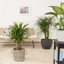 Palmlilie, Topf-Ø 27 Cm, Höhe Ca. 110 Cm -Pflanzen Paradies Verkauf 0220850158 Yucca eleph verzweigt