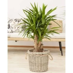 Palmlilie, Topf-Ø 27 Cm, Höhe Ca. 110 Cm -Pflanzen Paradies Verkauf 0220850158 Yucca eleph verzweigt1
