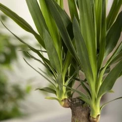 Palmlilie, Topf-Ø 27 Cm, Höhe Ca. 110 Cm -Pflanzen Paradies Verkauf 0220850207 Yucca eleph Yucca 3er Tuff1