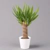 Palmlilie In Keramiktopf Dallas, Topf-Ø 11/12cm, Höhe Ca. 40-45cm -Pflanzen Paradies Verkauf 0220850245 Yucca elephantipes Topf Dallas weiss 1