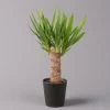Palmlilie, Topf-Ø 11/12cm, Mit Keramiktopf Dallas Anthrazit, Höhe Ca. 40-45cm -Pflanzen Paradies Verkauf 0220850248 Yucca elephantipes Topf Dallas anthrazit 1