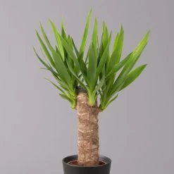 Palmlilie Mit Keramiktopf Dallas, Höhe Ca. 40-45cm, Topf-Ø 11/12cm, 3er-Set -Pflanzen Paradies Verkauf 0220850248 Yucca elephantipes Topf Dallas anthrazit 2 1