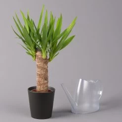 Palmlilie, Topf-Ø 11/12cm, Mit Keramiktopf Dallas Anthrazit, Höhe Ca. 40-45cm -Pflanzen Paradies Verkauf 0220850248 Yucca elephantipes Topf Dallas anthrazit 3