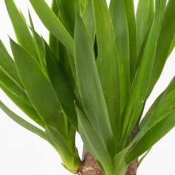 Palmlilie Mit Keramiktopf Dallas, Höhe Ca. 40-45cm, Topf-Ø 11/12cm, 3er-Set -Pflanzen Paradies Verkauf 0220850248 Yucca elephantipes Topf Dallas anthrazit 4 1