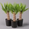 Palmlilie Mit Keramiktopf Dallas, Höhe Ca. 40-45cm, Topf-Ø 11/12cm, 3er-Set -Pflanzen Paradies Verkauf 0220850269 Yucca eleph Dallas anthrazit 3er Set