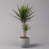 Drachenbaum, Topf-Ø 17 Cm, Höhe Ca. 70 Cm -Pflanzen Paradies Verkauf 0221100020 Dracaena marginata 2er Tuff 17cm 1