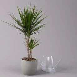 Drachenbaum, Topf-Ø 17 Cm, Höhe Ca. 70 Cm -Pflanzen Paradies Verkauf 0221100020 Dracaena marginata 2er Tuff 17cm 3