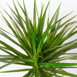 Drachenbaum, Topf-Ø 17 Cm, Höhe Ca. 70 Cm -Pflanzen Paradies Verkauf 0221100020 Dracaena marginata 2er Tuff 8