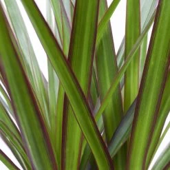 Drachenbaum, Topf-Ø 17 Cm, Höhe Ca. 70 Cm -Pflanzen Paradies Verkauf 0221100020 Dracaena marginata 2er Tuff H70cm 2