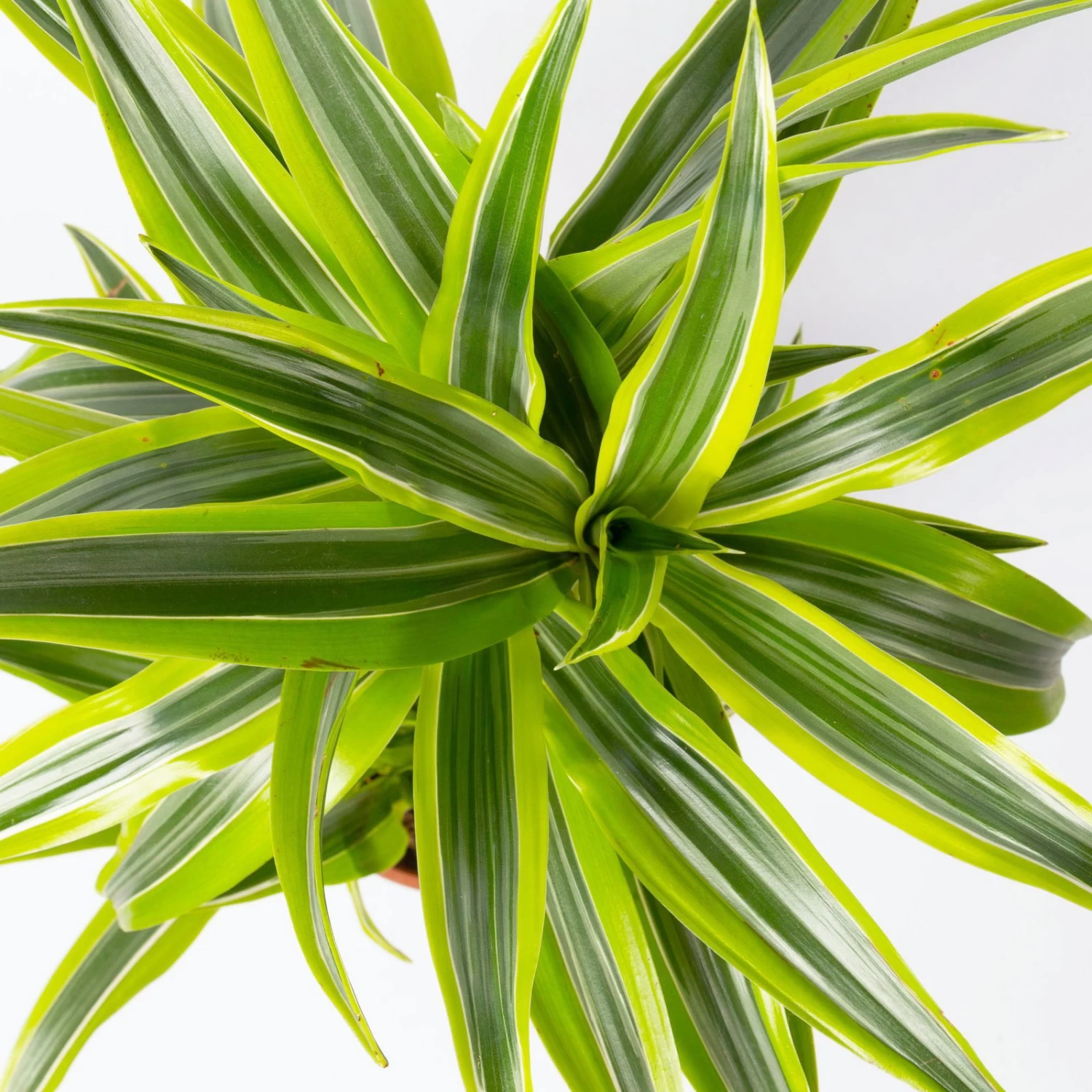 Duftender Drachenbaum 'Lemon Lime', Topf-Ø 17 Cm, 2er Tuff, Höhe Ca. 65 Cm 6 Duftender Drachenbaum 'Lemon Lime', Topf-Ø 17 Cm, 2er Tuff, Höhe Ca. 65 Cm – Bild 4