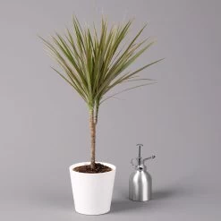 Drachenbaum 'Bicolor', Topf-Ø 13 Cm, Inkl. Keramiktopf Dallas Weiß -Pflanzen Paradies Verkauf 0221100083 Dracaena marg Bicolor im Dallas weiss 32