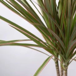 Drachenbaum 'Bicolor', Topf-Ø 13 Cm, Inkl. Keramiktopf Dallas Weiß -Pflanzen Paradies Verkauf 0221100083 Dracaena marg Bicolor im Dallas weiss 42