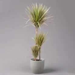 Gerandeter Drachenbaum 'Bicolor', Topf-Ø 21 Cm, Höhe Ca. 110 Cm