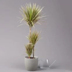 Gerandeter Drachenbaum 'Bicolor', Topf-Ø 21 Cm, Höhe Ca. 110 Cm -Pflanzen Paradies Verkauf 0221300042 Dracaena marginata Bicolor Tuff 21cm 3