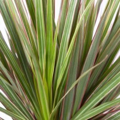 Gerandeter Drachenbaum 'Bicolor', Topf-Ø 21 Cm, Höhe Ca. 110 Cm -Pflanzen Paradies Verkauf 0221300042 Dracaena marginata Bicolor Tuff 21cm 4
