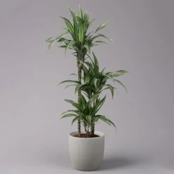 Duftender Drachenbaum 'Ulises', Topf-Ø 21 Cm, Höhe Ca. 110 Cm