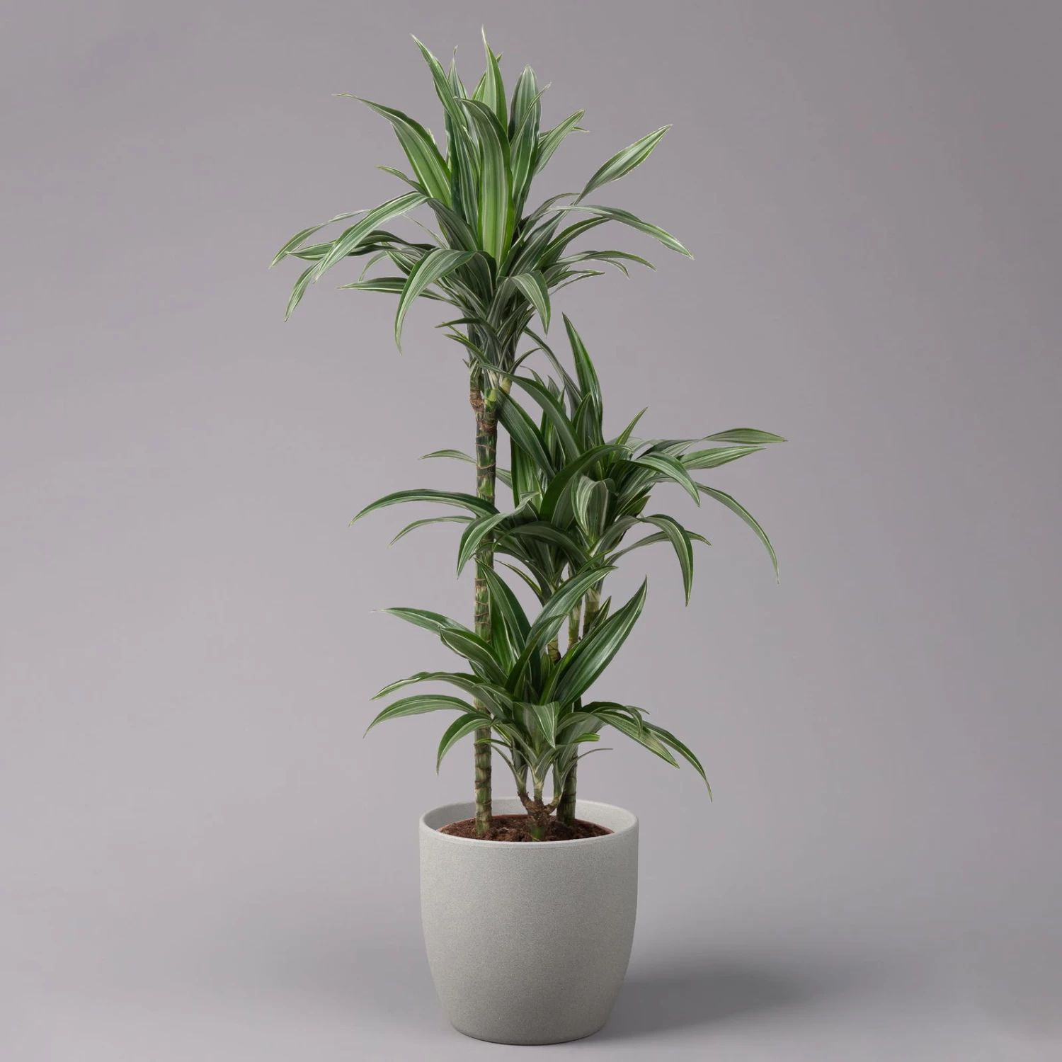 Duftender Drachenbaum 'Ulises', Topf-Ø 21 Cm, Höhe Ca. 110 Cm 3 Duftender Drachenbaum 'Ulises', Topf-Ø 21 Cm, Höhe Ca. 110 Cm