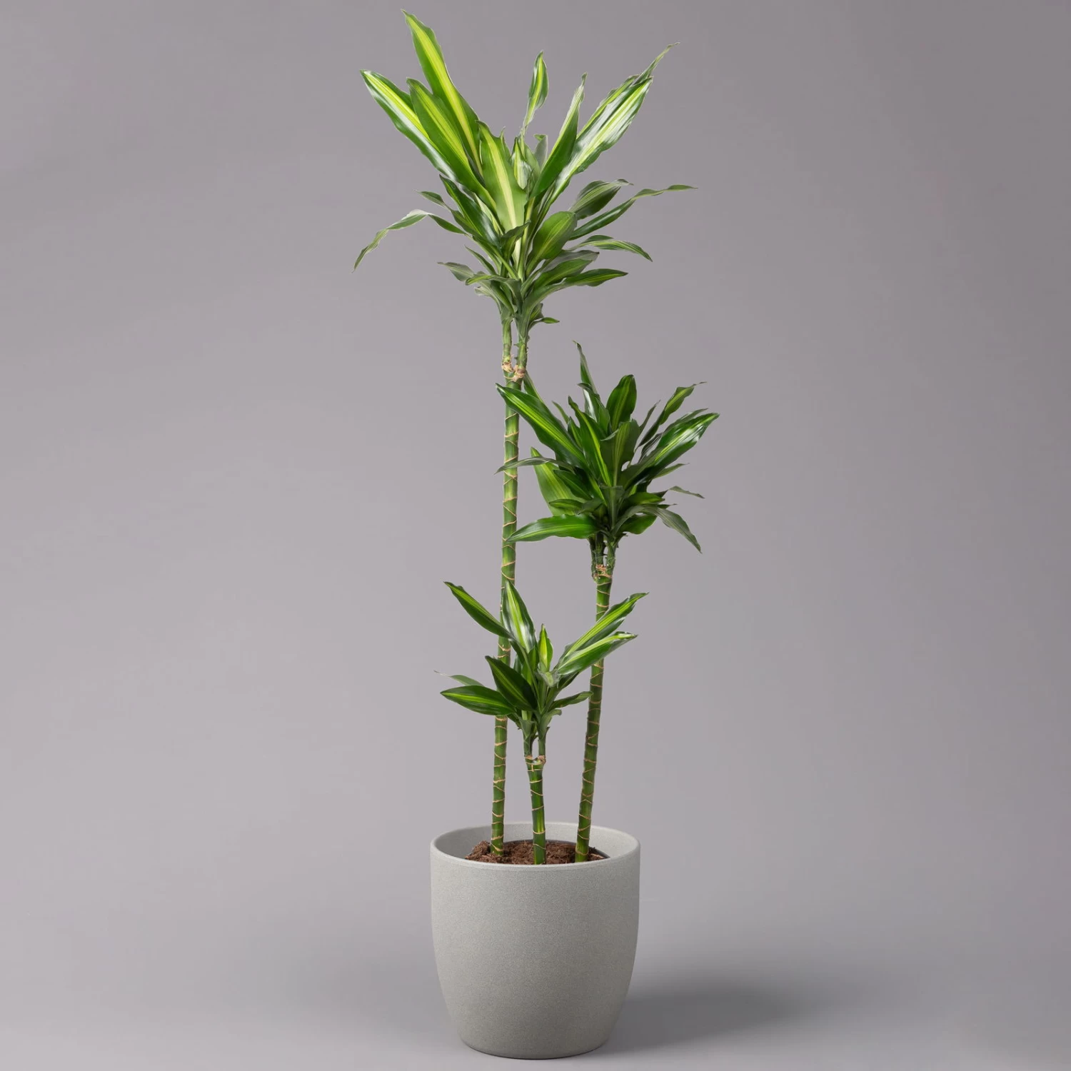 Duftender Drachenbaum 'Cintho', Topf-Ø 24 Cm, Höhe Ca. 150 Cm 3 Duftender Drachenbaum 'Cintho', Topf-Ø 24 Cm, Höhe Ca. 150 Cm