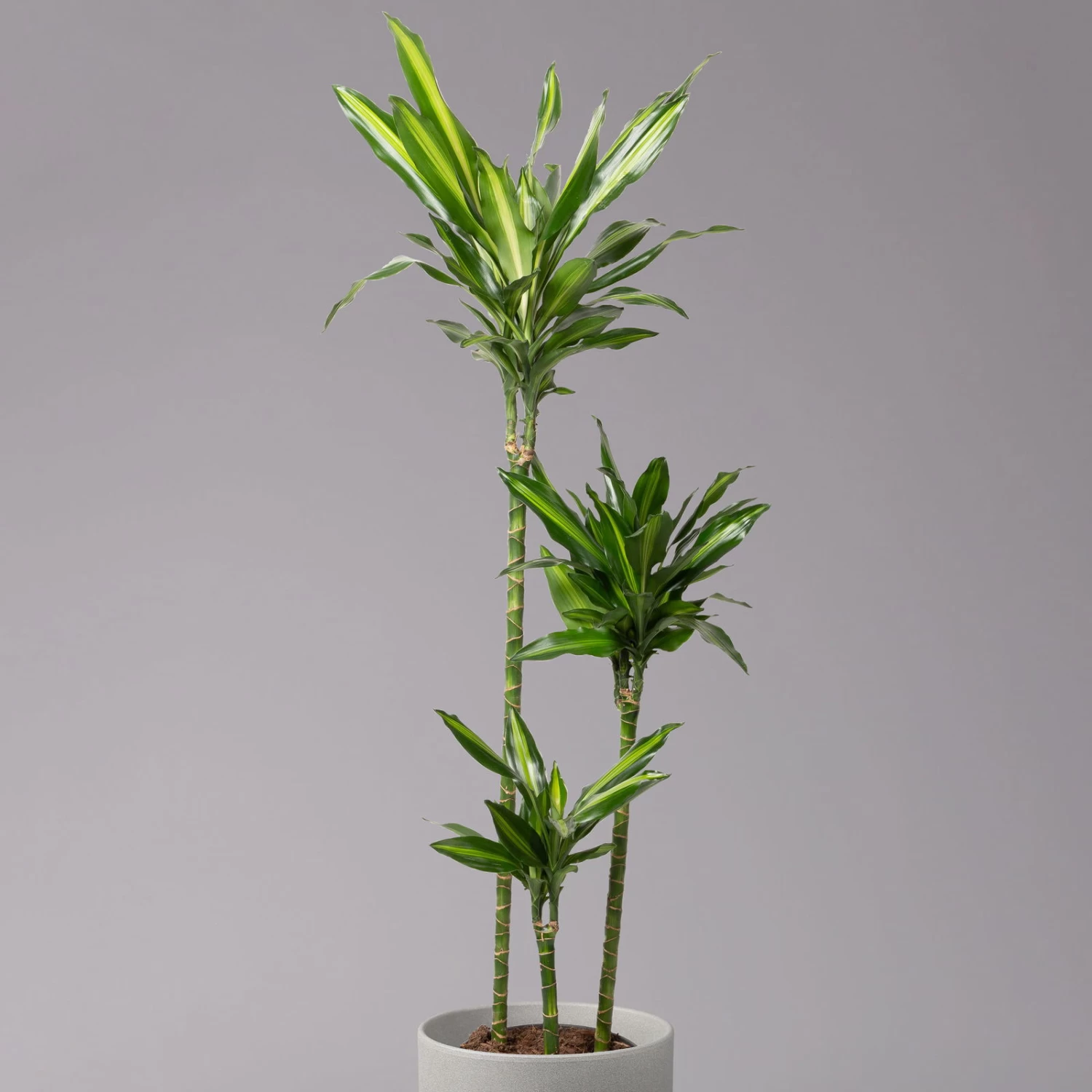 Duftender Drachenbaum 'Cintho', Topf-Ø 24 Cm, Höhe Ca. 150 Cm 4 Duftender Drachenbaum 'Cintho', Topf-Ø 24 Cm, Höhe Ca. 150 Cm – Bild 2