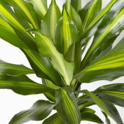 Duftender Drachenbaum 'Cintho', Topf-Ø 24 Cm, Höhe Ca. 150 Cm 11 Duftender Drachenbaum 'Cintho', Topf-Ø 24 Cm, Höhe Ca. 150 Cm -Pflanzen Paradies Verkauf 0221400008 Dracaena frag Cintho 24cm 4