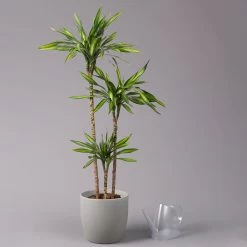 Duftender Drachenbaum 'Riki', Topf-Ø 24 Cm, Höhe Ca. 150 Cm -Pflanzen Paradies Verkauf 0221400009 Dracaena frag Riki Tuff Amm 24cm 3