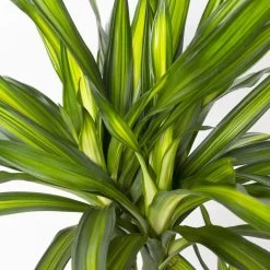 Duftender Drachenbaum 'Riki', Topf-Ø 24 Cm, Höhe Ca. 150 Cm -Pflanzen Paradies Verkauf 0221400009 Dracaena frag Riki Tuff Amm 24cm 4