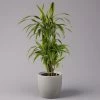Duftender Drachenbaum 'Lemon Lime', Verzweigt, Topf-Ø 24 Cm, Höhe Ca. 80 Cm -Pflanzen Paradies Verkauf 0221400010 Dracaena Deremensis Lemon Lime Busch 24cm 1