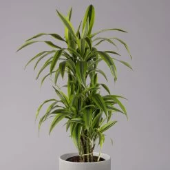 Pflanzen Paradies Verkauf -Pflanzen Paradies Verkauf 0221400010 Dracaena Deremensis Lemon Lime Busch 24cm 2