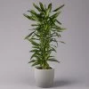 Duftender Drachenbaum 'Cintho', Verzweigt, Topf-Ø 27 Cm, Höhe Ca. 120 Cm -Pflanzen Paradies Verkauf 0221500060 Dracaena fragr Cintho verzweigt 27cm 1